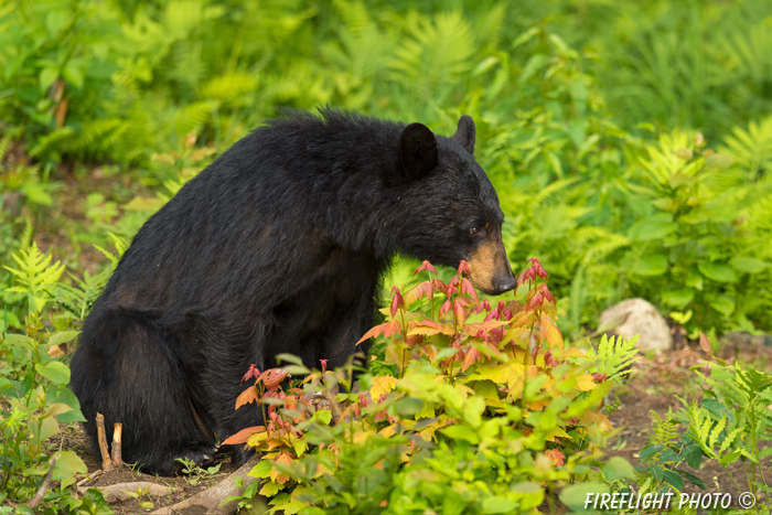 wildlife;bear;bears;black bear;Ursus americanus;Sugar Hill;NH;female;leaves;D4s;800mm