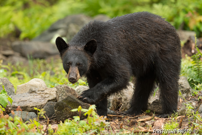 wildlife;bear;bears;black bear;Ursus americanus;Sugar Hill;NH;rocks;wet;D4;800mm