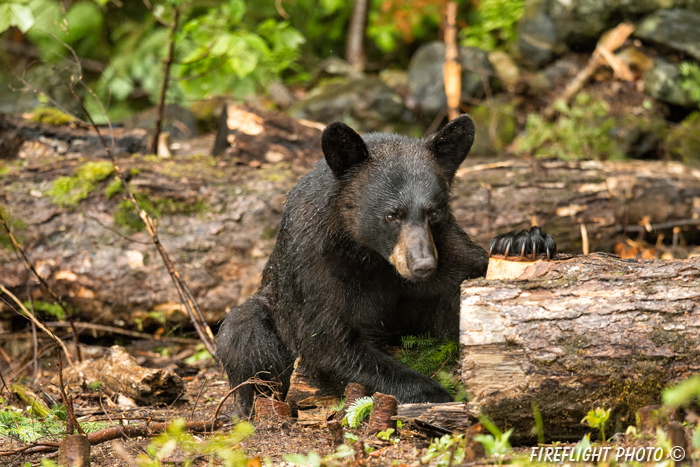 wildlife;bear;bears;black bear;Ursus americanus;Sugar Hill;NH;male;logs;D4s;800mm