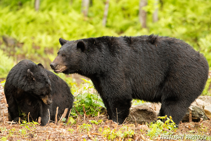 wildlife;bear;bears;black bear;Ursus americanus;Sugar Hill;NH;male;female;D4s;600mm