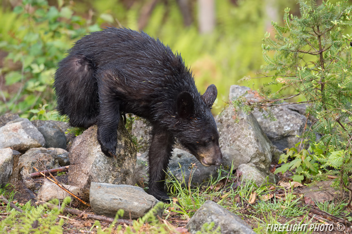 wildlife;bear;bears;black bear;Ursus americanus;Sugar Hill;NH;male;rocks;D4s;800mm