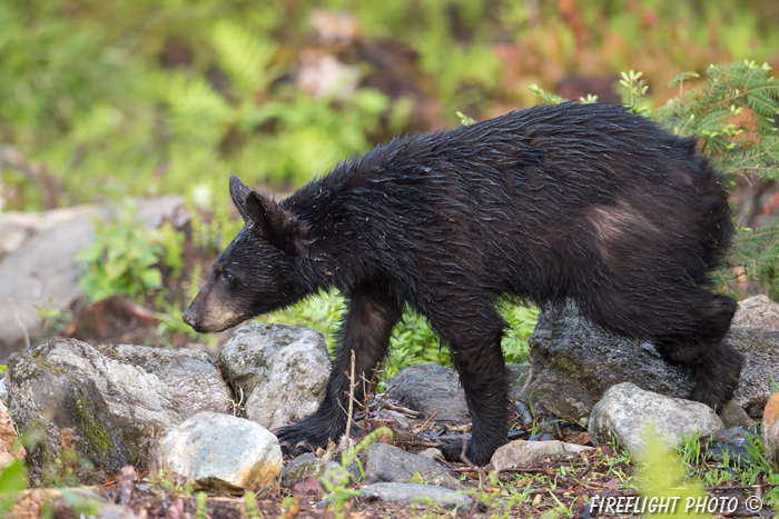 wildlife;bear;bears;black bear;Ursus americanus;Sugar Hill;NH;male;rocks;D4s;800mm