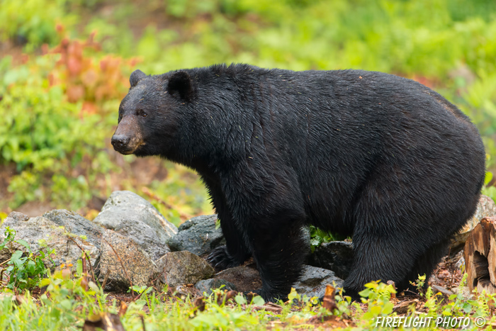 wildlife;bear;bears;black bear;Ursus americanus;Sugar Hill;NH;stump;wet;D4S;600mm