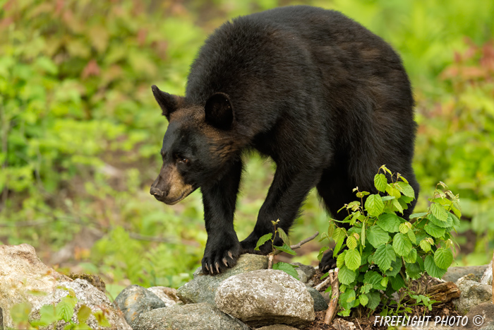wildlife;bear;bears;black bear;Ursus americanus;Sugar Hill;NH;rocks;D4S;800mm