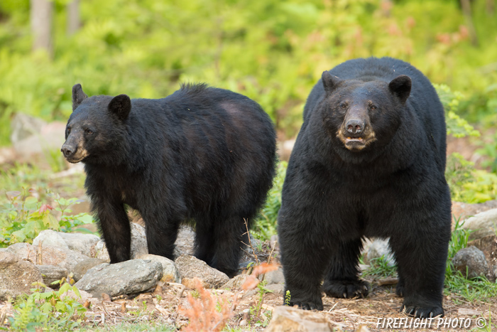 wildlife;bear;bears;black bear;Ursus americanus;Sugar Hill;NH;rocks;D4S;600mm
