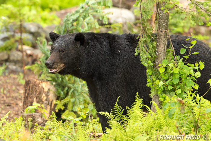 wildlife;bear;bears;black bear;Ursus americanus;Sugar Hill;NH;male;rocks;D4s;600mm