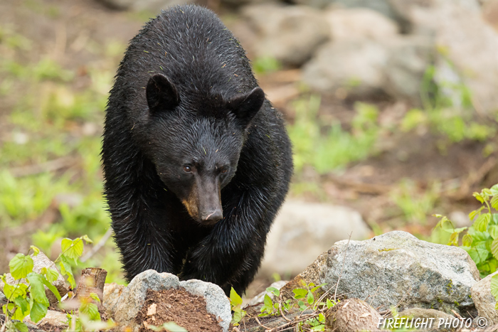 wildlife;bear;bears;black bear;Ursus americanus;Sugar Hill;NH;male;rocks;D4s;800mm