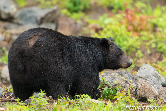 wildlife;bear;bears;black bear;Ursus americanus;Sugar Hill;NH;male;rub;D4s;600mm