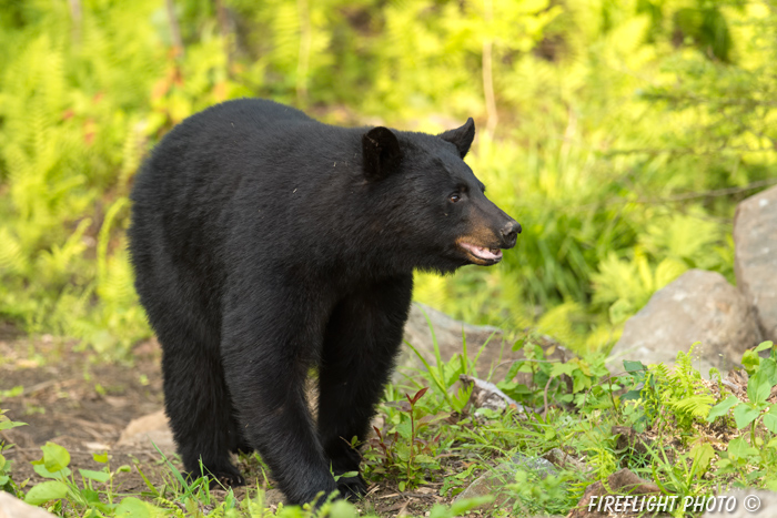 wildlife;bear;bears;black bear;Ursus americanus;Sugar Hill;NH;male;rocks;D4s;800mm