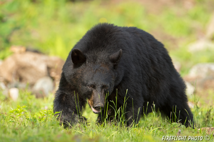 wildlife;bear;bears;black bear;Ursus americanus;Sugar Hill;NH;male;grass;D4s;600mm