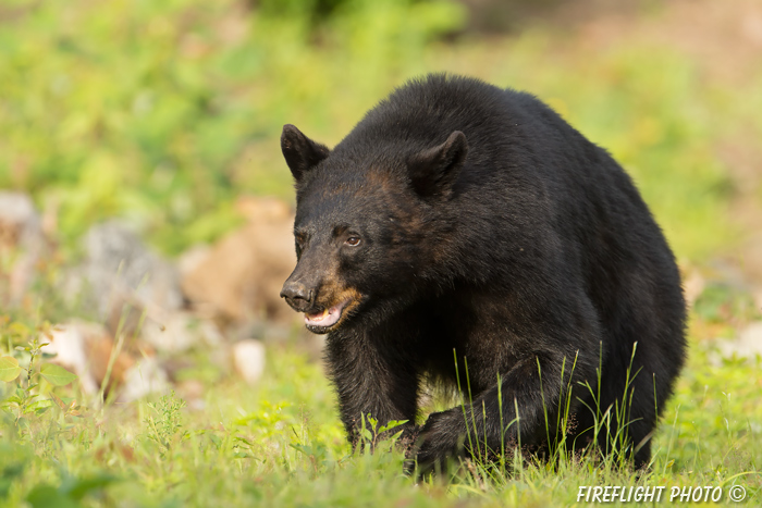 wildlife;bear;bears;black bear;Ursus americanus;Sugar Hill;NH;male;grass;D4s;600mm