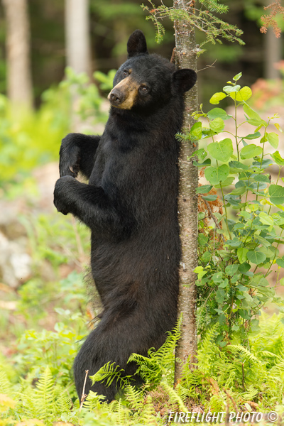 wildlife;bear;bears;black bear;Ursus americanus;Sugar Hill;NH;tree;scent;D4s;600mm