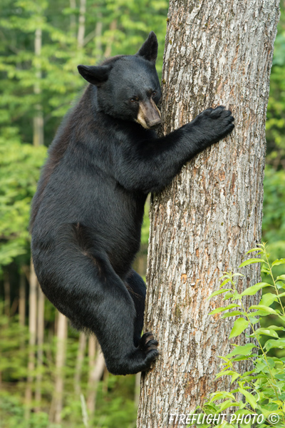 wildlife;bear;bears;black bear;Ursus americanus;Sugar Hill;NH;tree;climbing;D4s