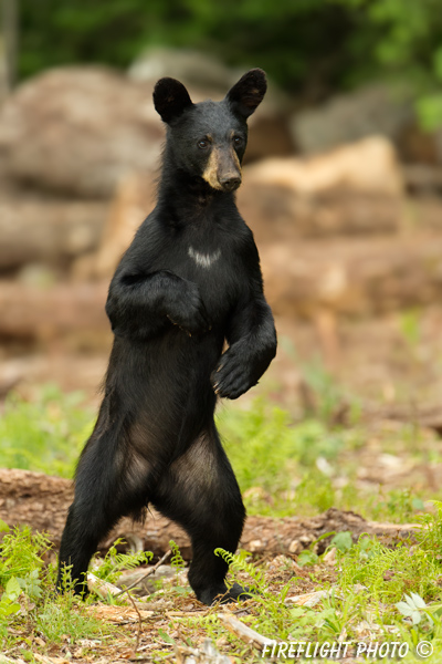 wildlife;bear;bears;black bear;Ursus americanus;Sugar Hill;NH;standing;D4s;600mm