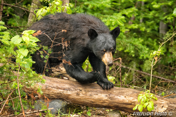 wildlife;bear;bears;black bear;Ursus americanus;Sugar Hill;NH;tree;wet;D4s;800mm