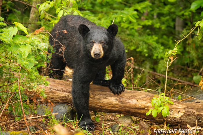 wildlife;bear;bears;black bear;Ursus americanus;Sugar Hill;NH;tree;wet;D4s;800mm