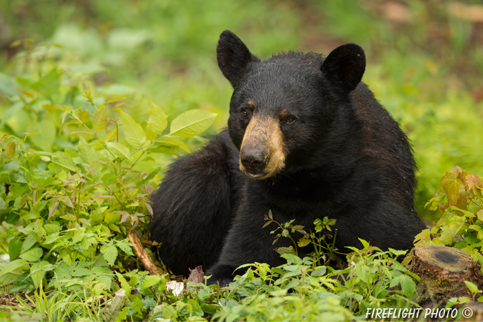wildlife;bear;bears;black bear;Ursus americanus;Sugar Hill;NH;grass;D4s;800mm