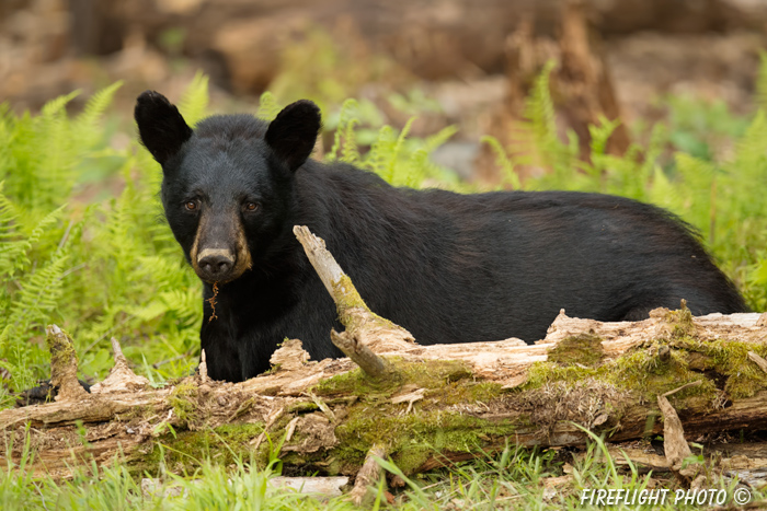 wildlife;bear;bears;black bear;Ursus americanus;Sugar Hill;NH;log;moss;D4s;800mm