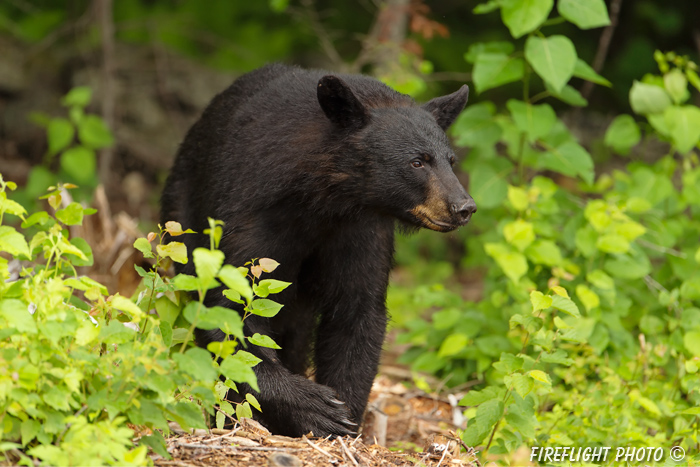 wildlife;bear;bears;black bear;Ursus americanus;Sugar Hill;NH;male;flowers;D4s;600mm