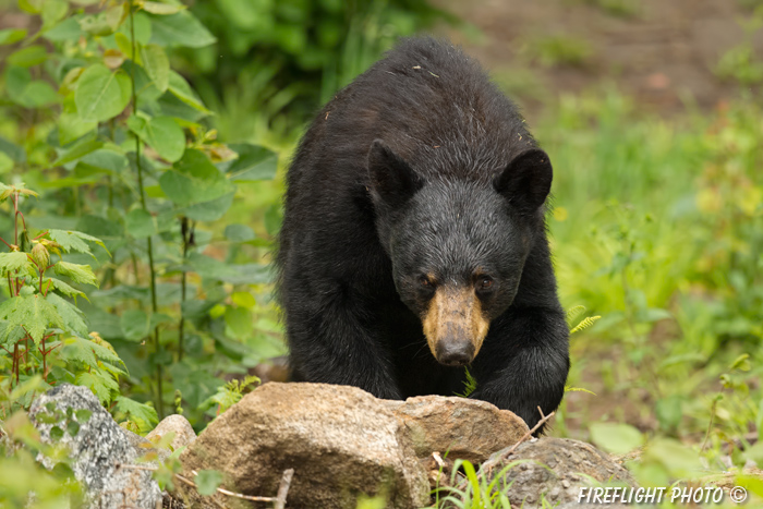 wildlife;bear;bears;black bear;Ursus americanus;Sugar Hill;NH;male;leaves;D4s;800mm