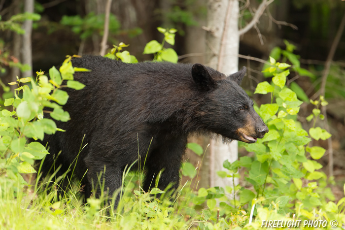 wildlife;bear;bears;black bear;Ursus americanus;Sugar Hill;NH;male;birch;D4s;600mm