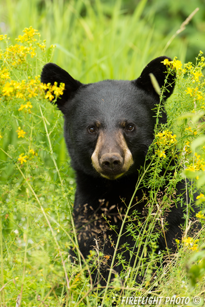 wildlife;bear;bears;black bear;Ursus americanus;Sugar Hill;NH;male;flowers;D4s;600mm