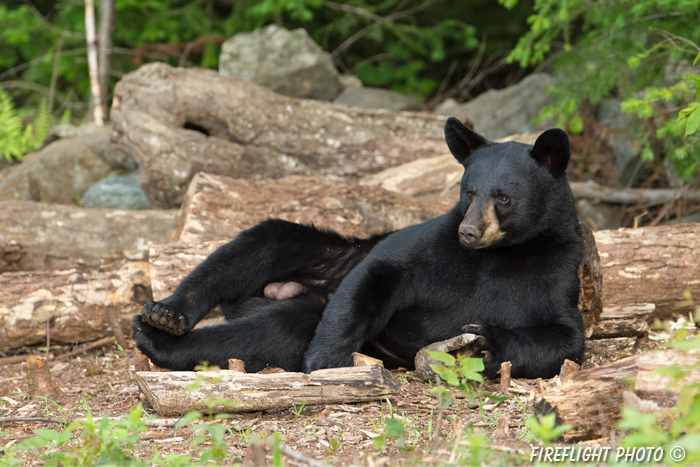 wildlife;bear;bears;black bear;Ursus americanus;Sugar Hill;NH;male;pose;D4s;600mm