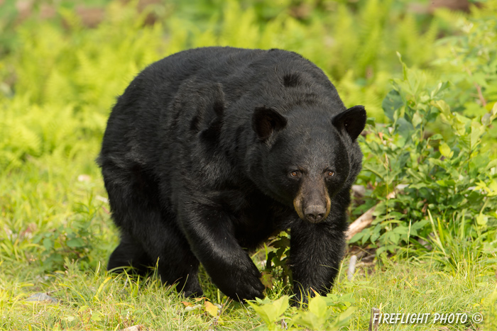 wildlife;bear;bears;black bear;Ursus americanus;Sugar Hill;NH;grass;D4s