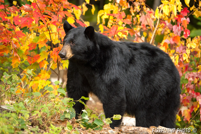 wildlife;bear;bears;black bear;Ursus americanus;Sugar Hill;NH;female;foliage;D4s;600mm