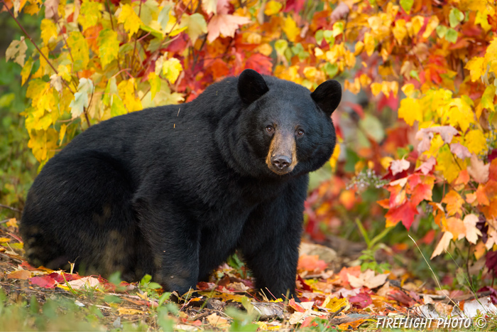 wildlife;bear;bears;black bear;Ursus americanus;Sugar Hill;NH;female;foliage;D4s;600mm