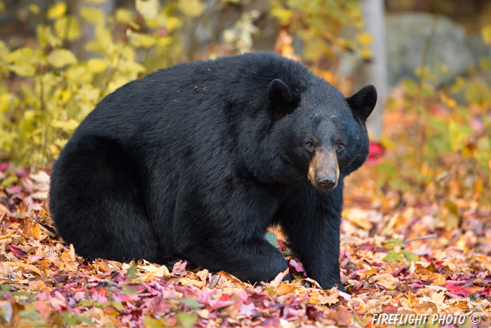 wildlife;bear;bears;black bear;Ursus americanus;Sugar Hill;NH;leaves;foliage;D4s;600mm