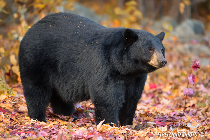 wildlife;bear;bears;black bear;Ursus americanus;Sugar Hill;NH;leaves;foliage;D4s;600mm