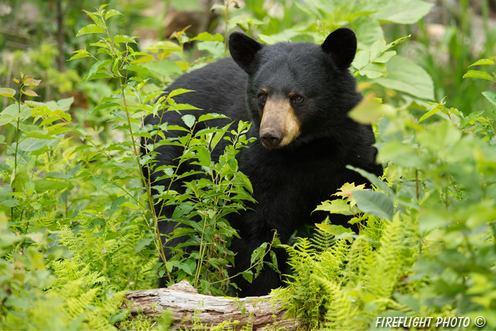 wildlife;bear;bears;black bear;Ursus americanus;Sugar Hill;NH;plants;leaves;D4s