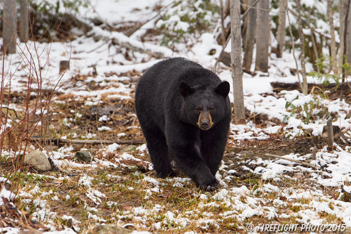 wildlife;bear;bears;black bear;Ursus americanus;Sugar Hill;NH;Snow;D4s