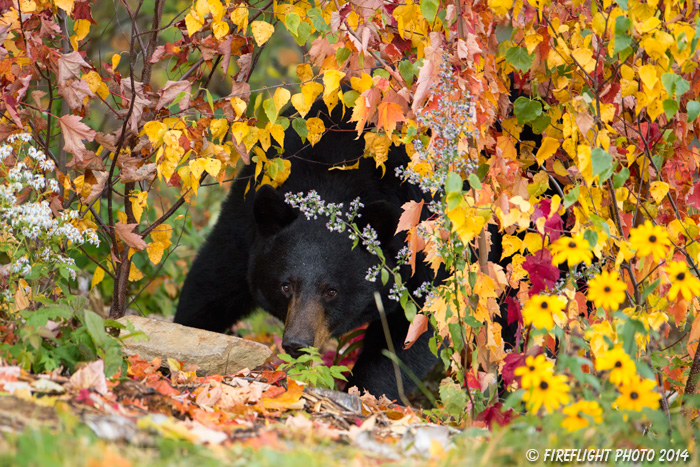 wildlife;bear;bears;black bear;Ursus americanus;Sugar Hill;NH;female;foliage;D4s;600mm