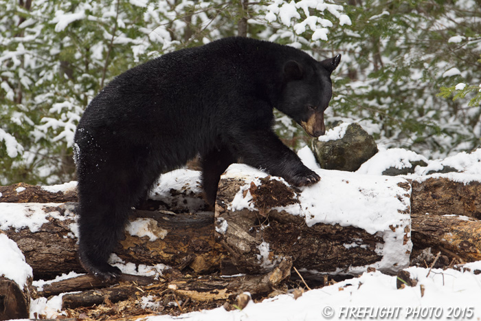 wildlife;bear;bears;black bear;Ursus americanus;Sugar Hill;NH;Snow;D4