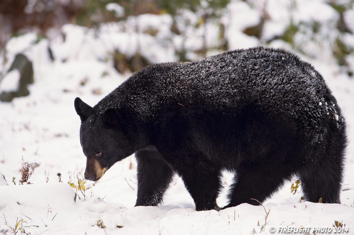 wildlife;bear;bears;black bear;Ursus americanus;Sugar Hill;NH;snow;D4s