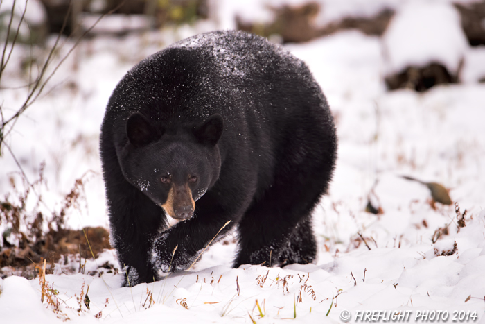 wildlife;bear;bears;black bear;Ursus americanus;Sugar Hill;NH;snow;D4s