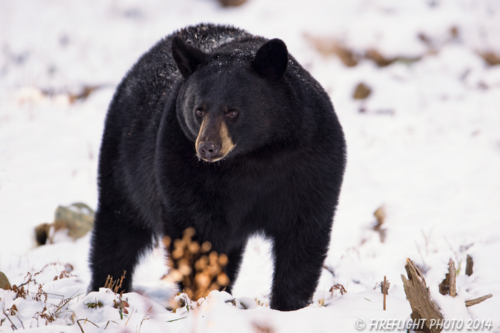 wildlife;bear;bears;black bear;Ursus americanus;Sugar Hill;NH;snow;D4s