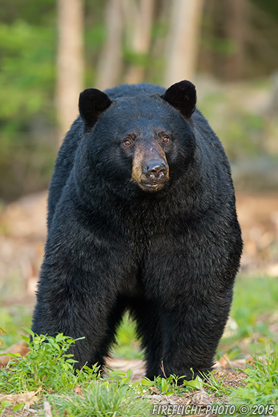 wildlife;bear;bears;black bear;Ursus americanus;Sugar Hill;NH;grass;D4s