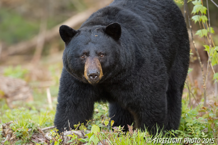 wildlife;bear;bears;black bear;Ursus americanus;Sugar Hill;NH;grass;D4