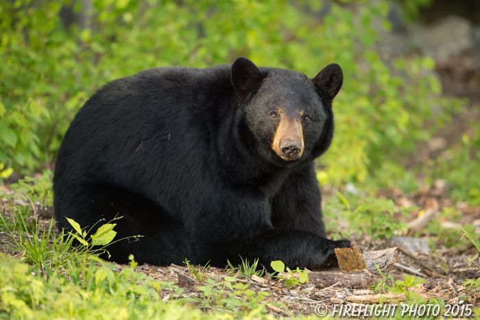 wildlife;bear;bears;black bear;Ursus americanus;Sugar Hill;NH;grass;D4s