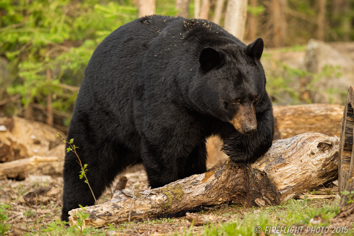 wildlife;bear;bears;black bear;Ursus americanus;Sugar Hill;NH;logs;D4s;800mm