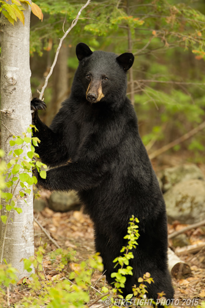 wildlife;bear;bears;black bear;Ursus americanus;Sugar Hill;NH;standing;tree;D4s