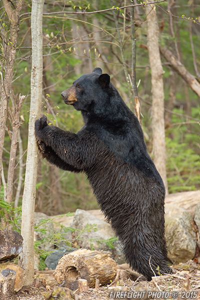 wildlife;bear;bears;black bear;Ursus americanus;Sugar Hill;NH;tree;standing;D4s;600mm