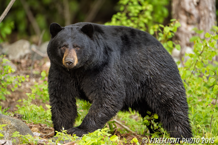 wildlife;bear;bears;black bear;Ursus americanus;Sugar Hill;NH;grass;D4s