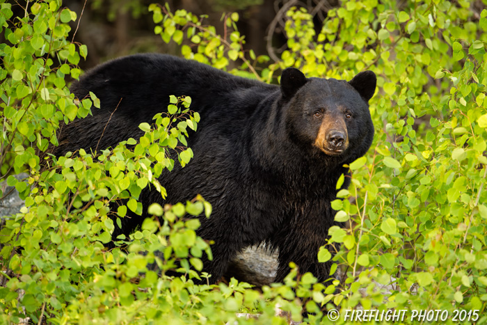 wildlife;bear;bears;black bear;Ursus americanus;Sugar Hill;NH;leaves;D4s
