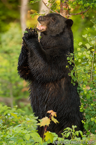 wildlife;bear;bears;black bear;Ursus americanus;Sugar Hill;NH;tree;standing;D4s;600mm