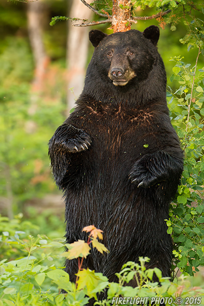 wildlife;bear;bears;black bear;Ursus americanus;Sugar Hill;NH;tree;standing;D4s;600mm