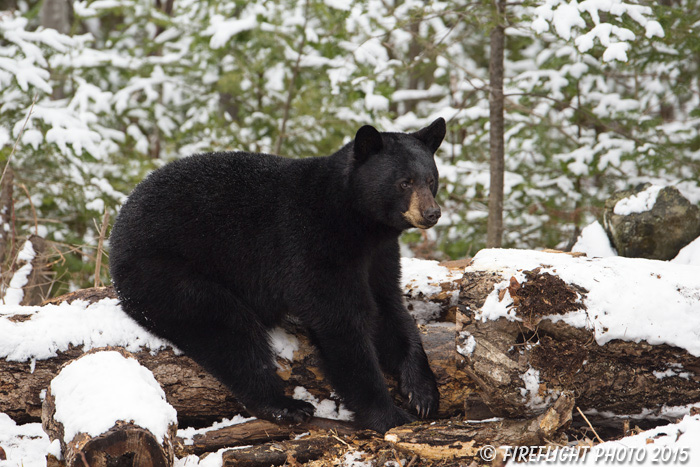 wildlife;bear;bears;black bear;Ursus americanus;Sugar Hill;NH;Snow;D4s